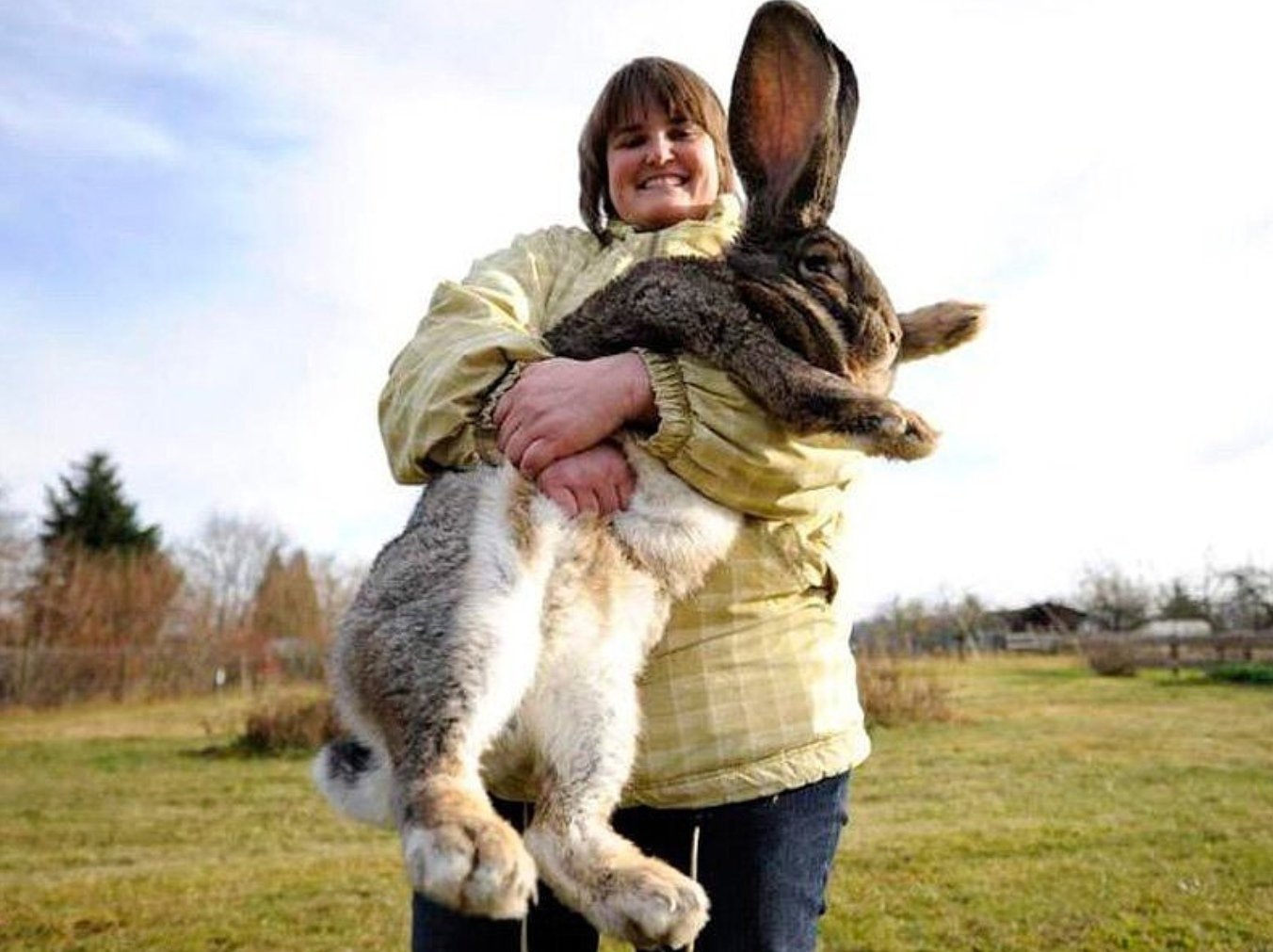Смешное про зайцев. Большой заяц. Гигантский кролик. Огромный кролик. Большие зайцы.
