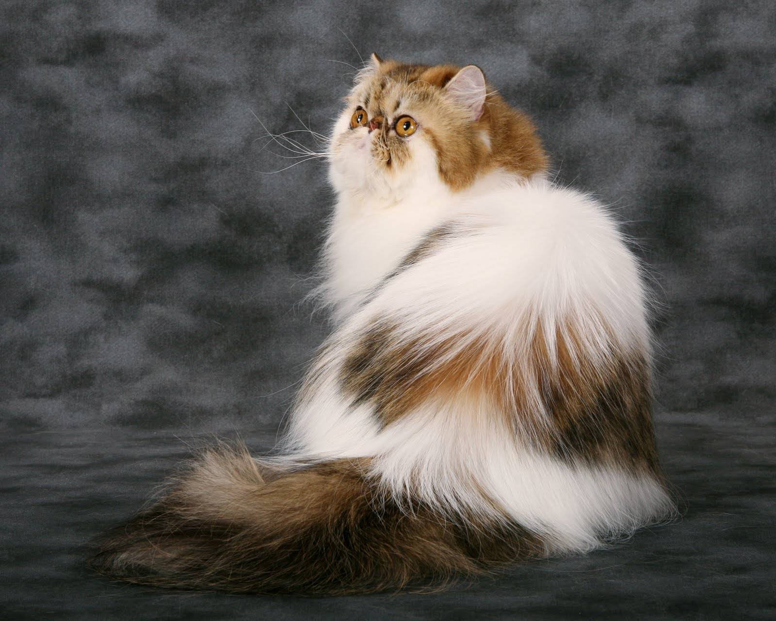 Шерстка. Тонкинская длинношерстная / тибетская. Пушистая кошка. Красивые длинношерстные кошки. Кошка с длинной шерстью.