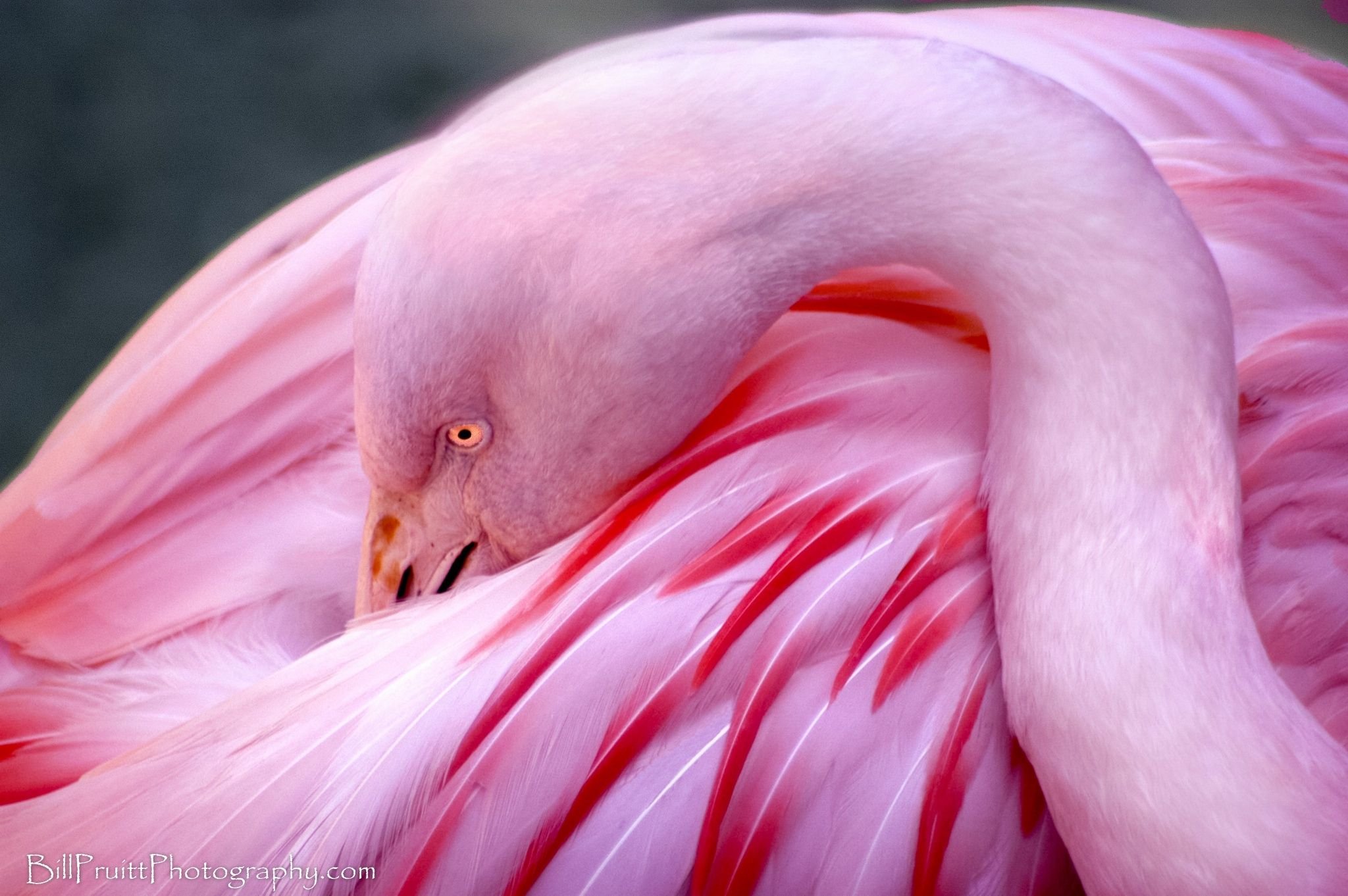 Какое животное розовое. Розовый Фламинго и Павлин. Фламинго ТГУ. Розовый Фламинго. Розовая птица.