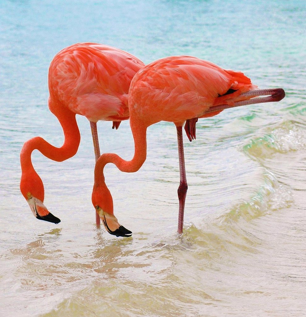 Розовый фламинго птица