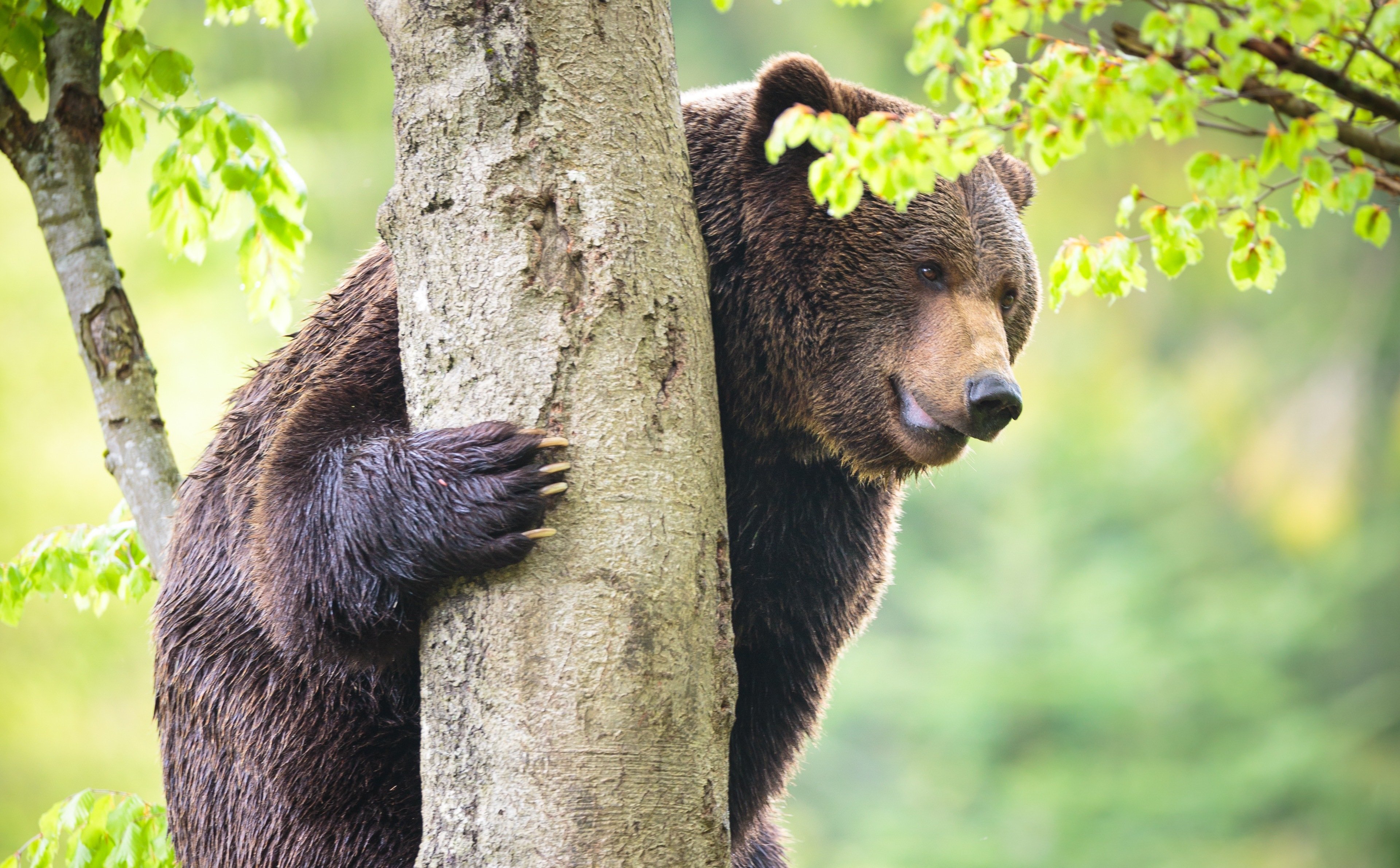Медведь умеет читать. Медведь на дереве. Бурый медведь. Медвежонок на дереве. Звери на деревьях.