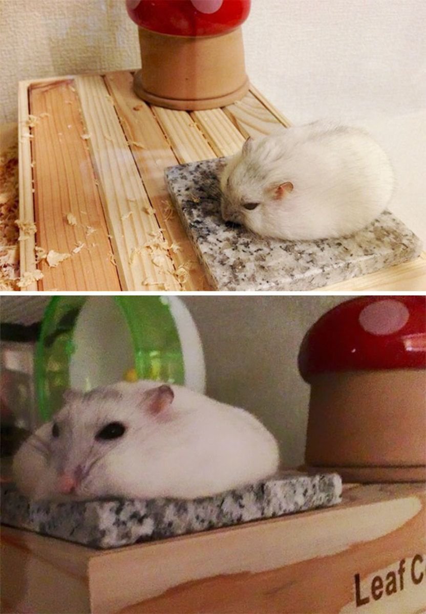 Sad hamster violin hamster. Хомяк расплылся. Хомяк блинчик. Хомяк лепешка.