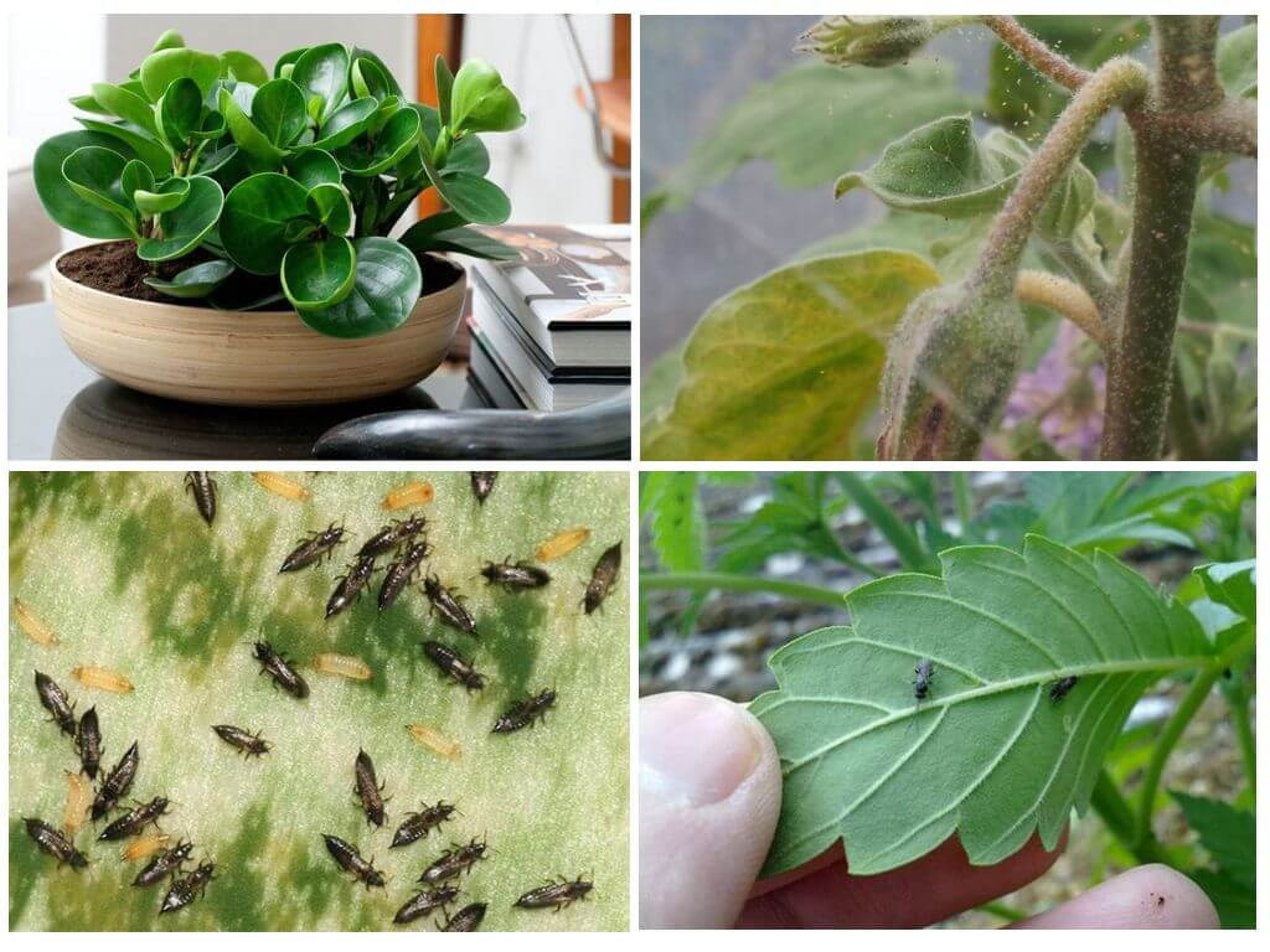 Комнатные растения болезни и вредители