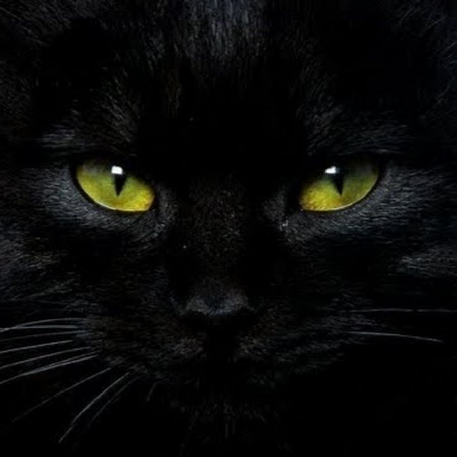 черная кошка глаза картинки