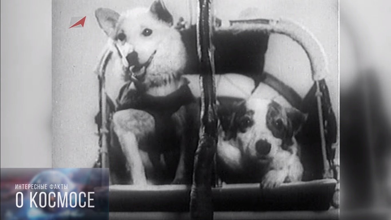 Самая первая собака полетевшая в космос. Собаки цыган и дезик в космосе. Первые собаки космонавты дезик и цыган. Белка и стрелка дезик и цыган. Цыган и дезик 1951 год.