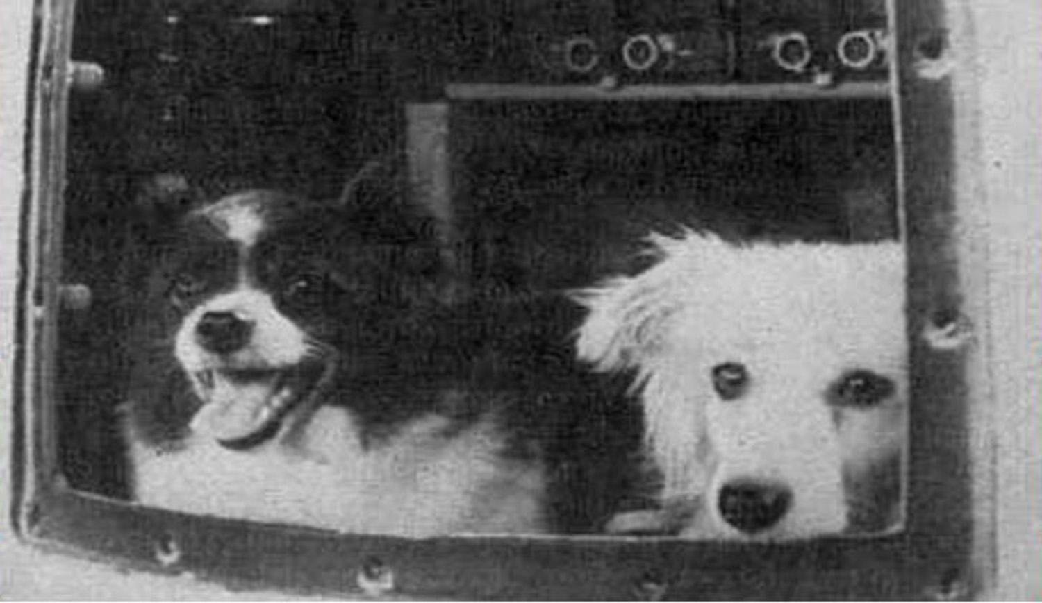 Животные которые летали в космос. Собаки цыган и дезик в космосе. Первые собаки космонавты дезик и цыган. Дезик и цыган Капустин Яр 22 июля 1951 г. Белка и стрелка дезик и цыган.