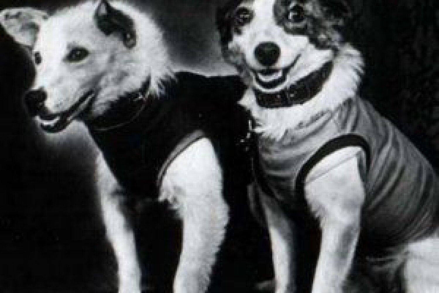 Животные которые летали в космос. Белка и стрелка первые собаки в космосе. Белка и стрелка полёт в космос 1958. Белка и стрелка 19 августа 1960 г.собаки. Белка собака космонавт.