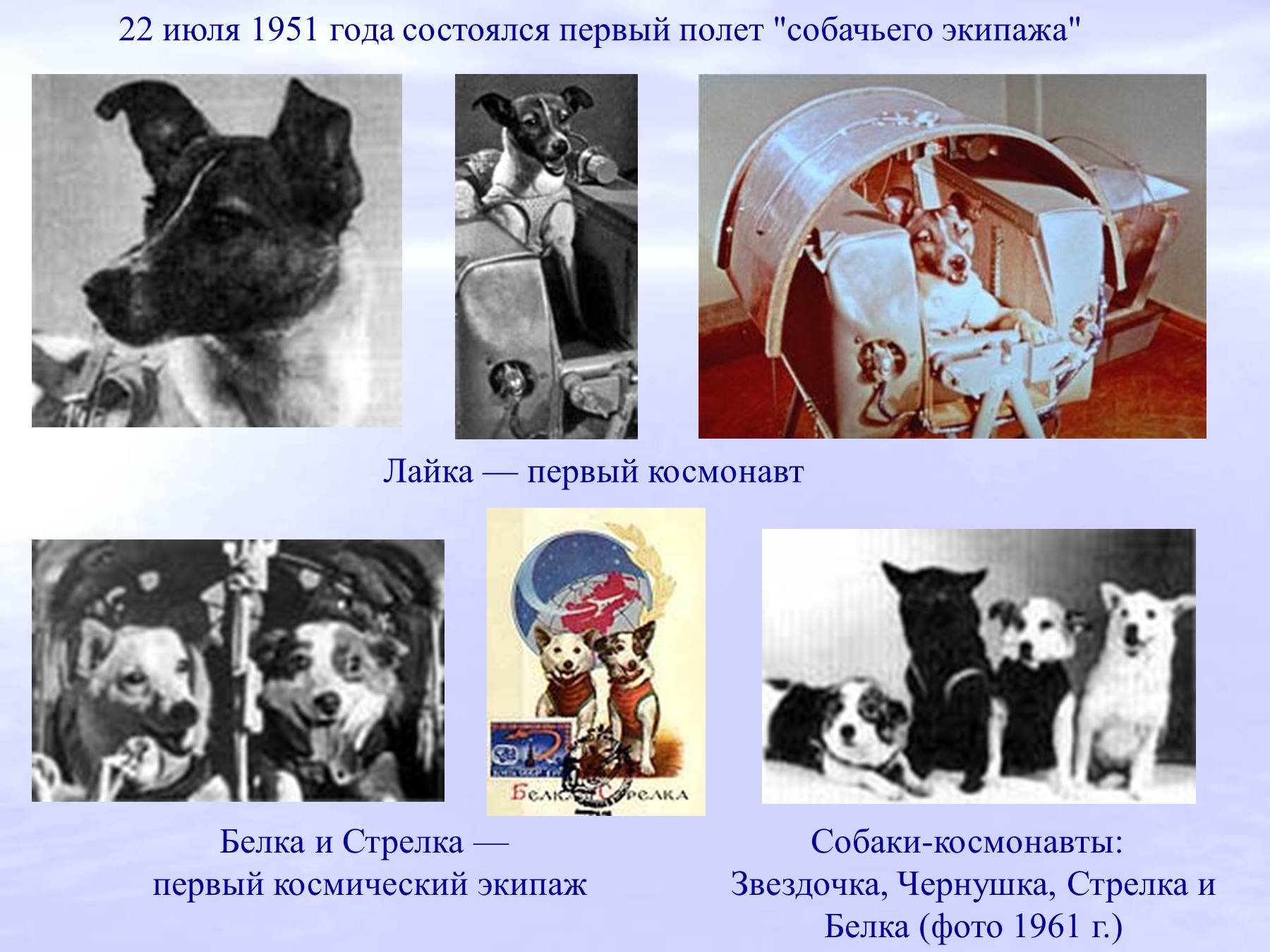 Первые собаки-космонавты слайд