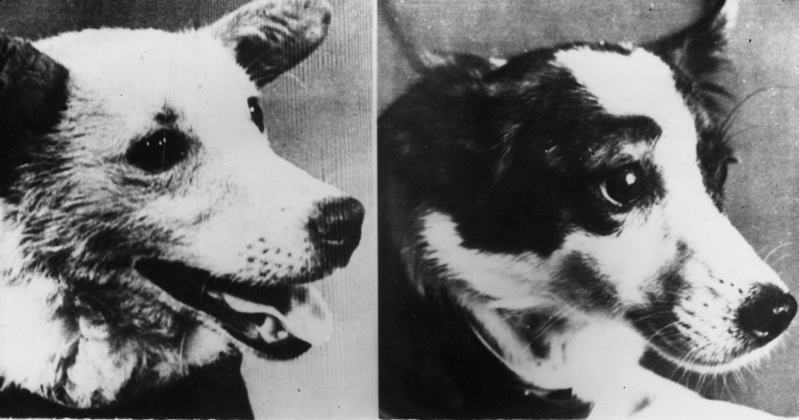 Две собаки в космосе. Собаки цыган и дезик в космосе. Собаки белка и стрелка. Собаки полетевшие в космос белка и стрелка. Белка и стрелка полет в космос цыган и дезик.