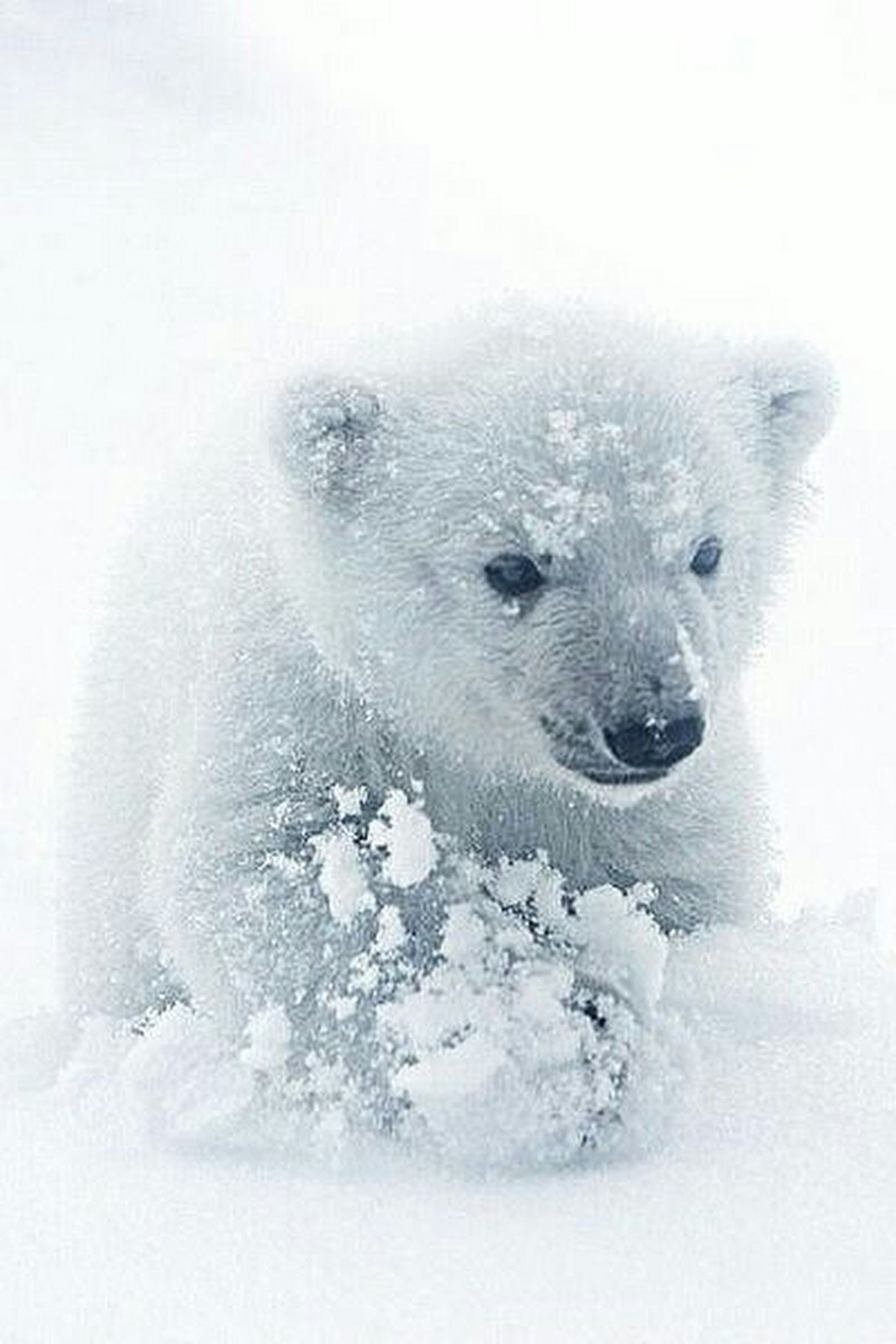 Включи про снежных. Белый медведь на снегу. Белый Медвежонок в снегу. Белый мишка в снегу. Белый медведь наиснегу.