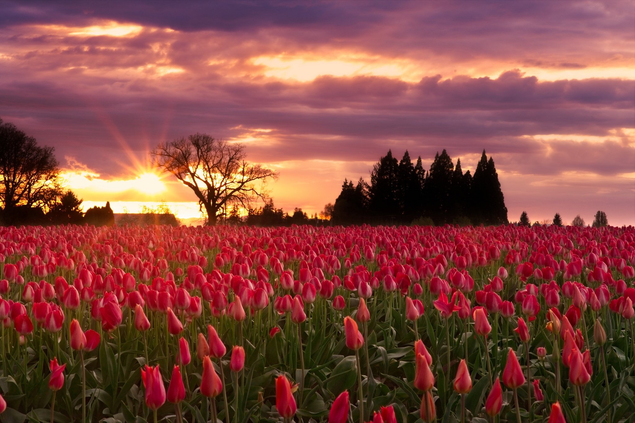 Flower sunset. Цветочное поле. Поле тюльпанов. Красивые цветочные поля. Самые красивые цветочные поля.