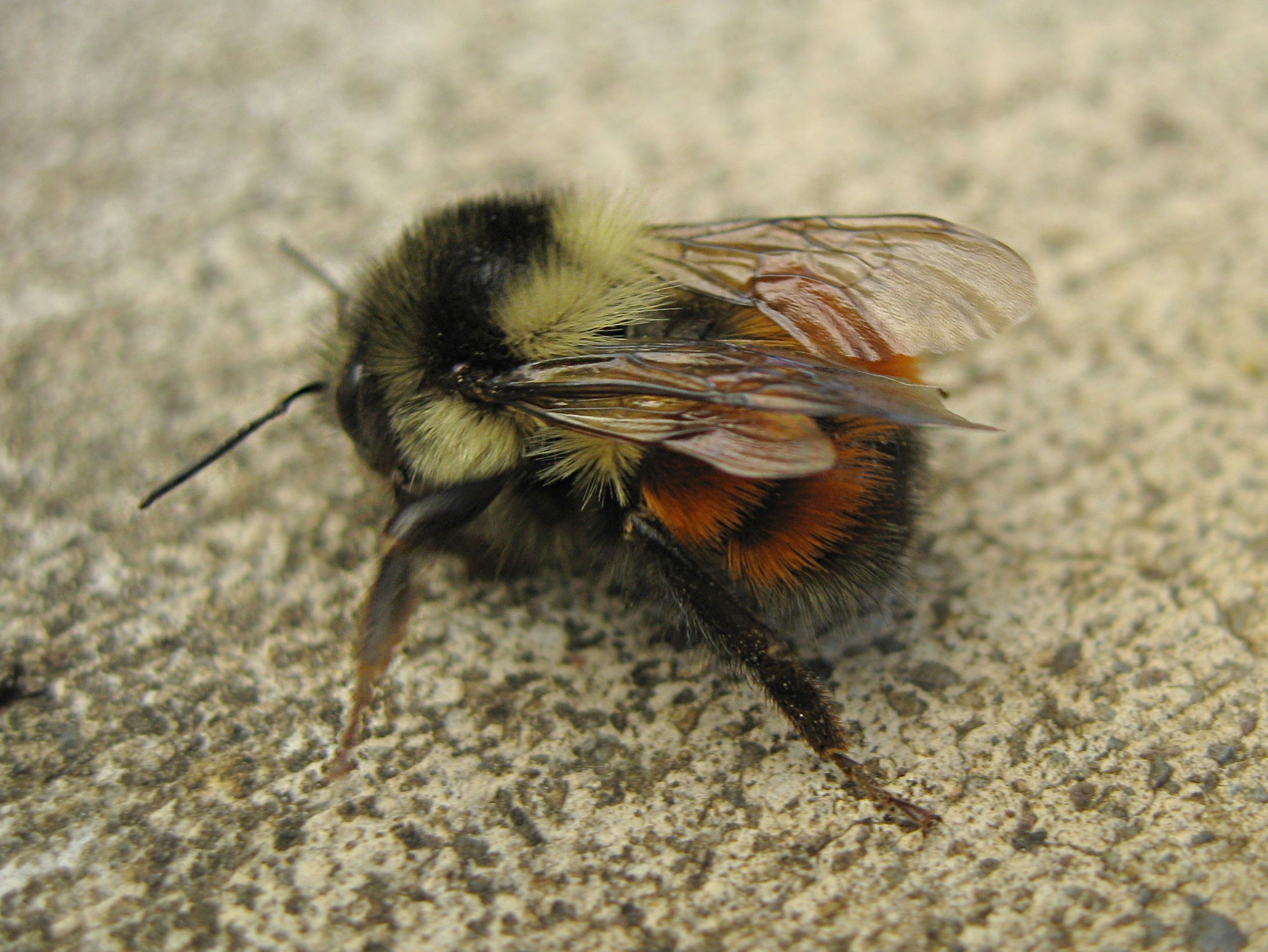 Насекомые похожие на пчел. Шмель насекомое. Насекомое похожее на пчелу. Насекомое похожее на шмеля. Пушистая пчела.