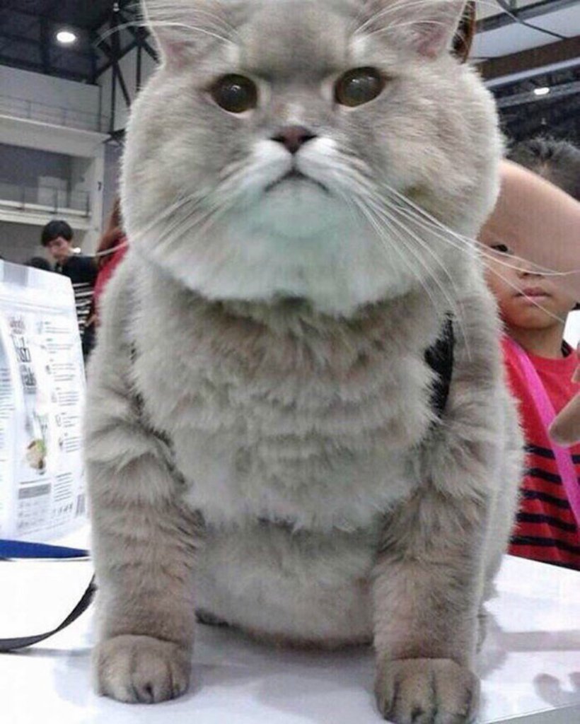 Толстого кота в мире