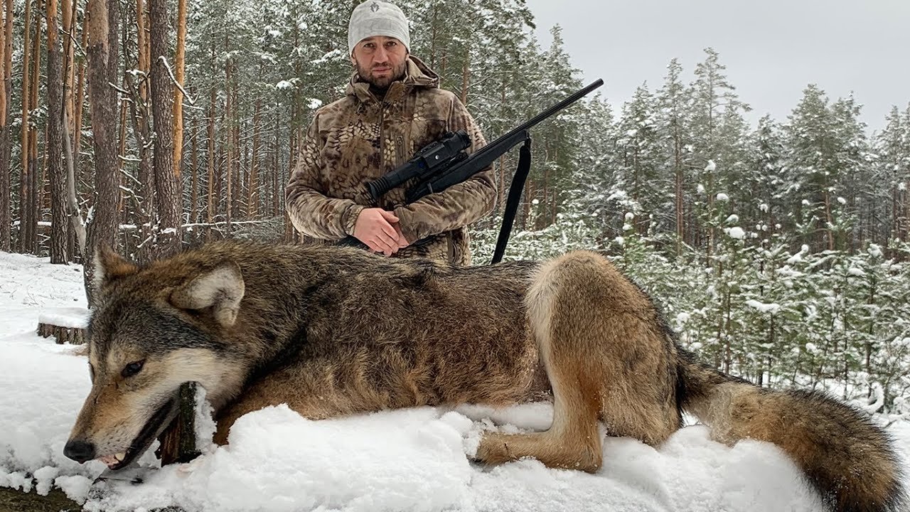 Охота диких волков
