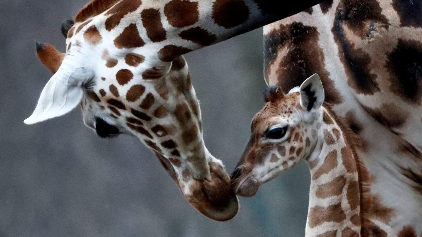 Сколько детенышей жирафа родилось за 2 года. Жираф в берлинском зоопарке. Новорожденный Жирафенок. Жираф с детенышем. Новорожденный Жираф.