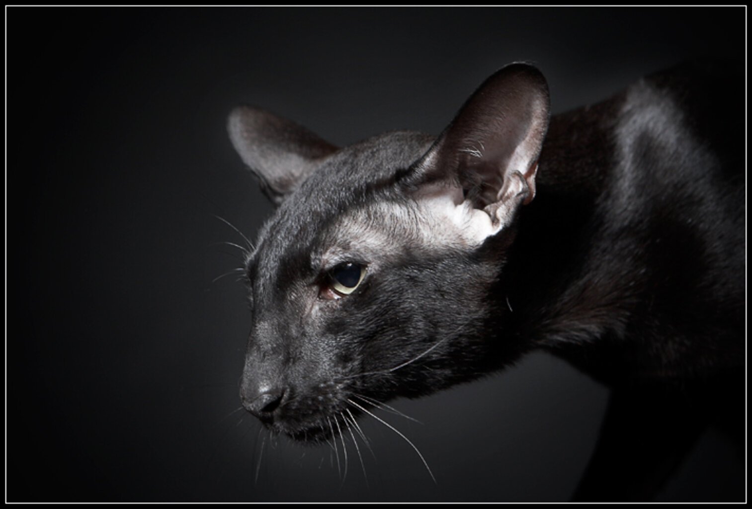 Рассмотрите фотографию кошки породы ориентальная и выполните. Ориентальная кошка. Ушастый кот порода Ориентал. Ориентальный кот Гавана. Кот Ориентал черный.