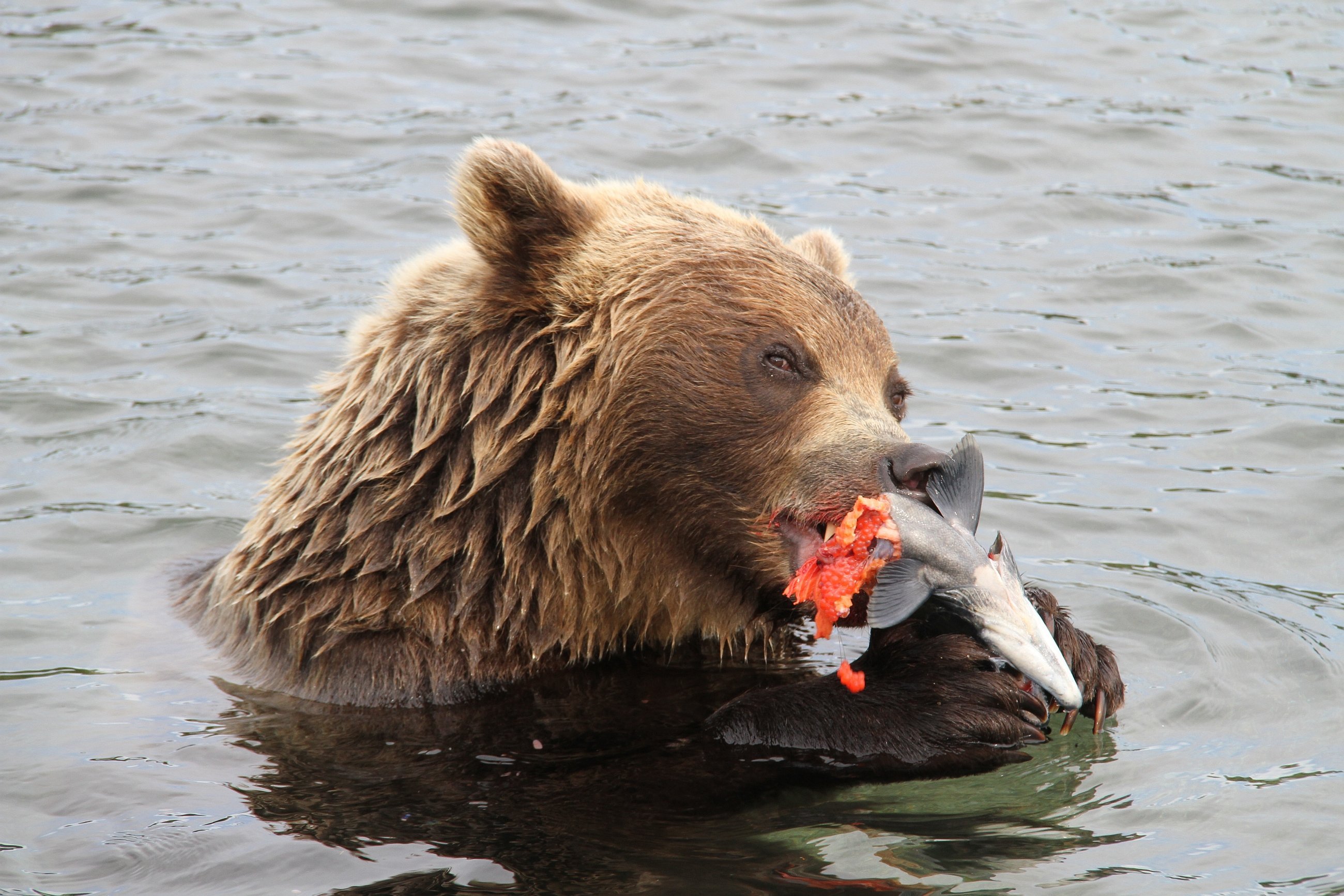 Питание медведя. Медведь ест рыбу. Бурый медведь ест рыбу. Медведь кушает.