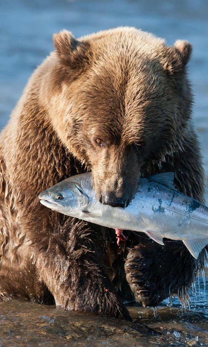 Бурый медведь ловит рыбу