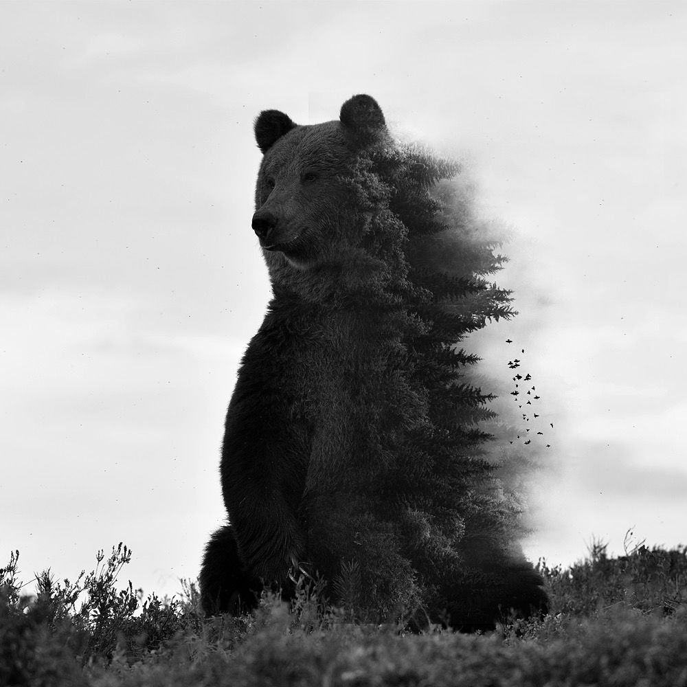 Медведь фото чб