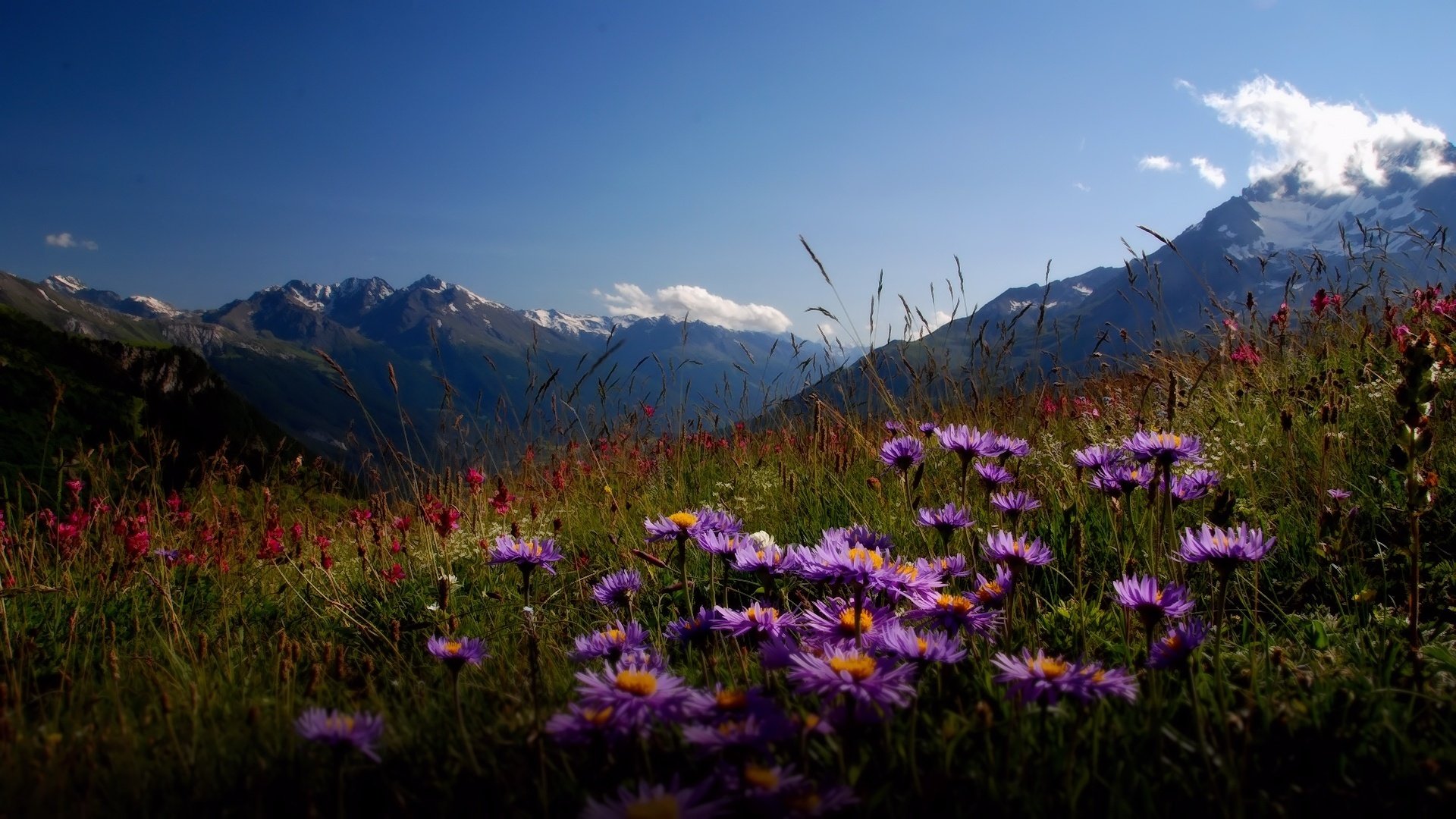 Flowers valley. Альпийские Луга Гималаи Непал. Долина цветов Индия национальный парк. Цветущая Долина Катманду. Национальный парк Долины цветов, Уттаракханд.