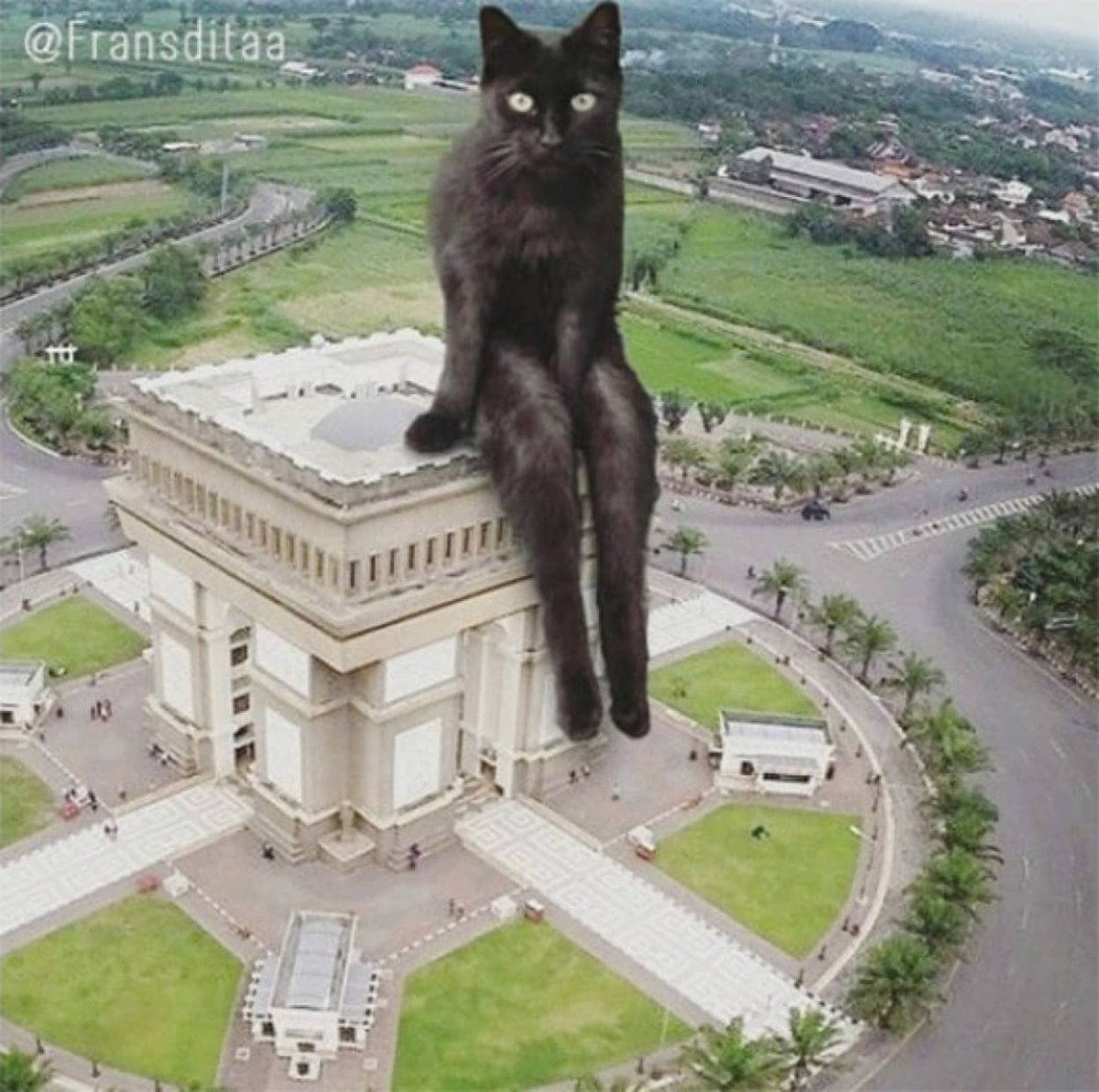 Неделя большими кошками. Франсдита Муафидин. Франсдита Муафидин коты. Гигантская кошка в городе. Огромный кот в городе.