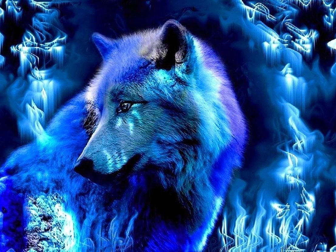 Самый красивый волк в мире