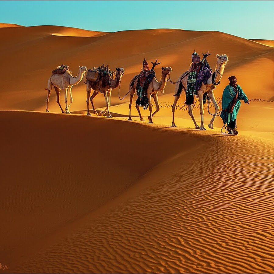 Верблюд Караван пустыни. Караван верблюдов в пустыне. Марокко Верблюды. Одногорбый верблюд ОАЭ. Караван 10
