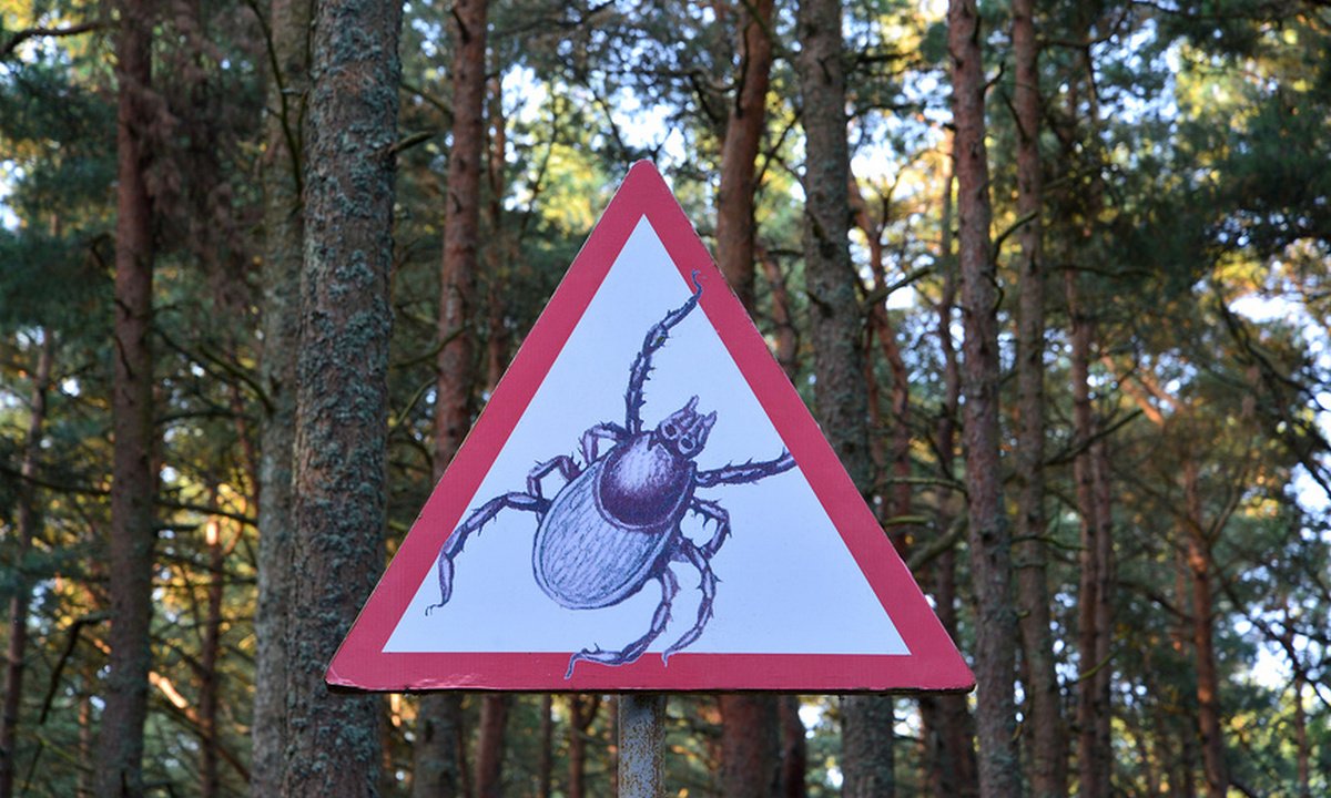 Знак опасности лес. Осторожно клещи знак. Табличка осторожно клещи. Клещи в лесу. Знаки опасности в лесу.