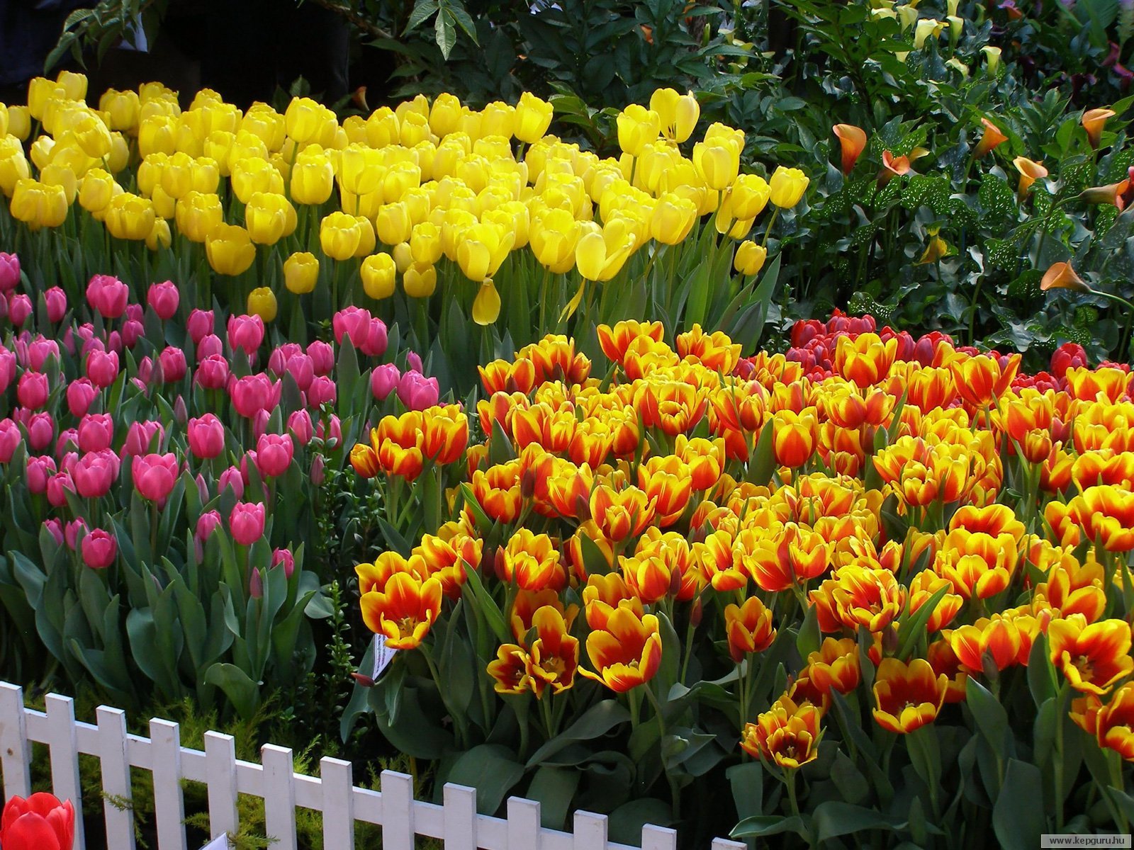 Высадка тюльпанов весной. Клумба тюльпаны, хионодокса, Вудсток. Тюльпаны с многолетниками. Луковичные растения тюльпаны. Тюльпан клумбовые растения.