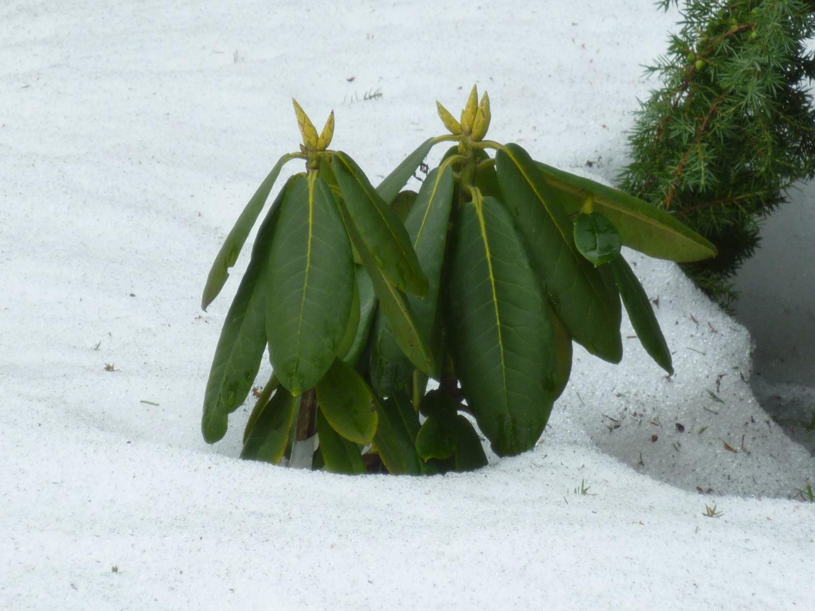 Рододендрон после зимы что делать. Рододендрон вечнозеленый листья. Рододендрон вечнозеленый зимой. Рододендрон Шлипенбаха. Рододендрон короткоплодный зимой.