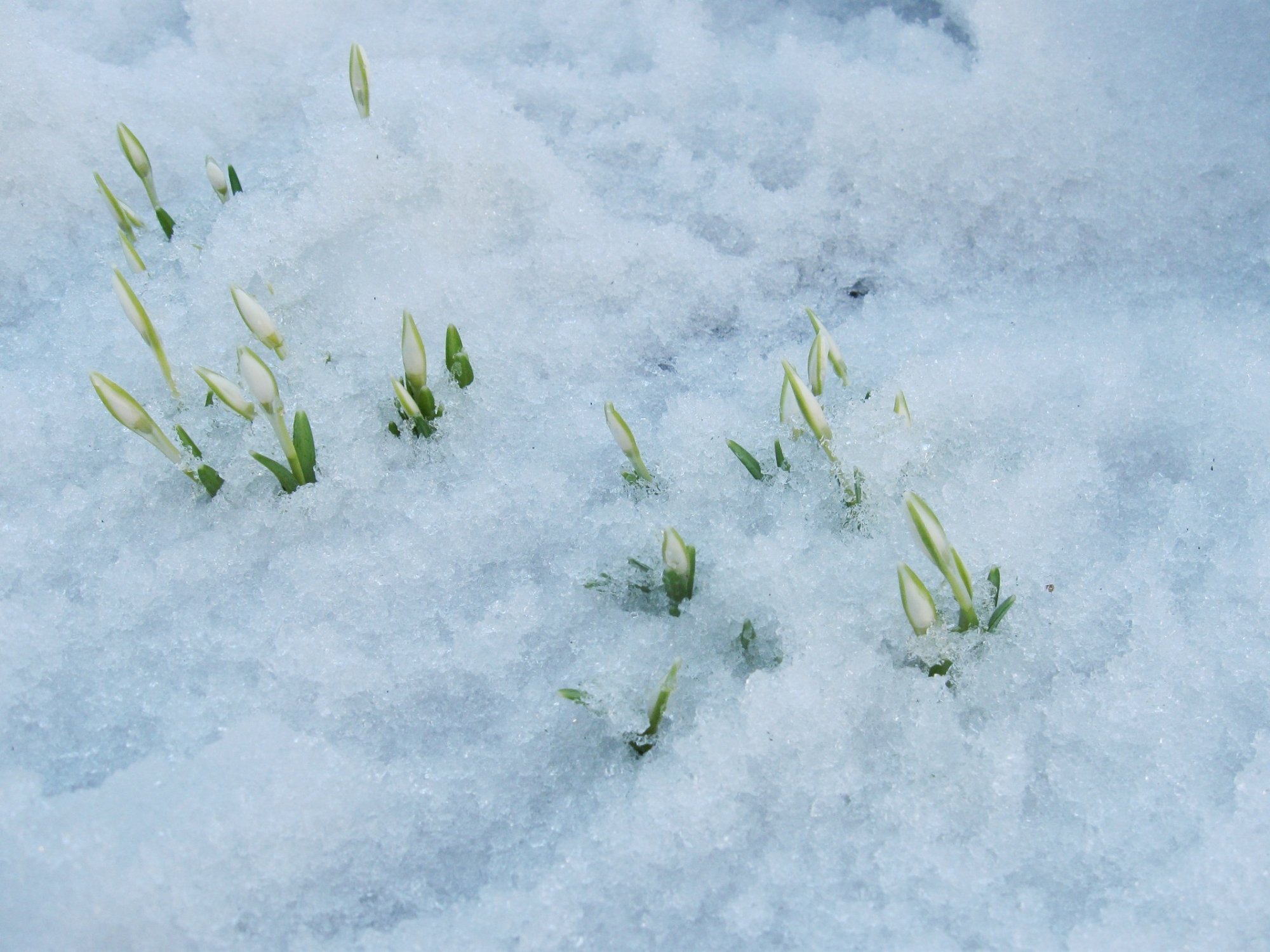 Сугробах окончание. Цветы из под снега. Росток из под снега. Подснежники в снегу. Росток под снегом.