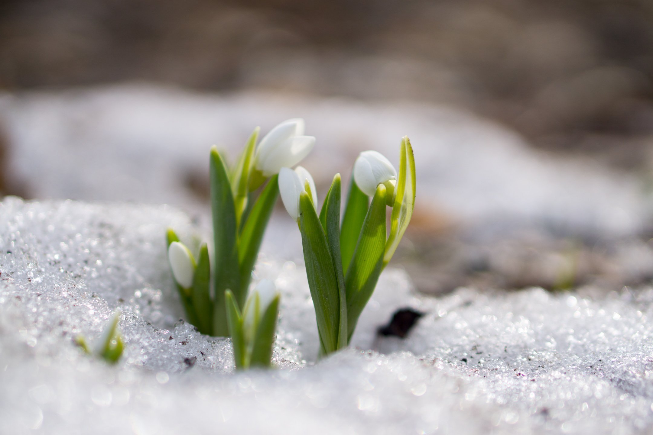 Сейчас начало весны. Соловьева Подснежник. Пролески, подснежники, крокусы. Первоцветы крокусы. Первоцветы пролеска снег.