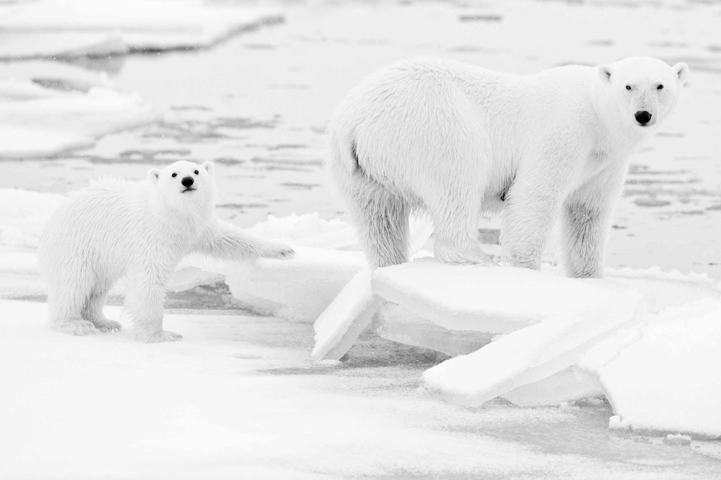 Везде все бело бело. Белый медведь. Животные Арктики. Полярный медведь. Белый медведь маскировка.
