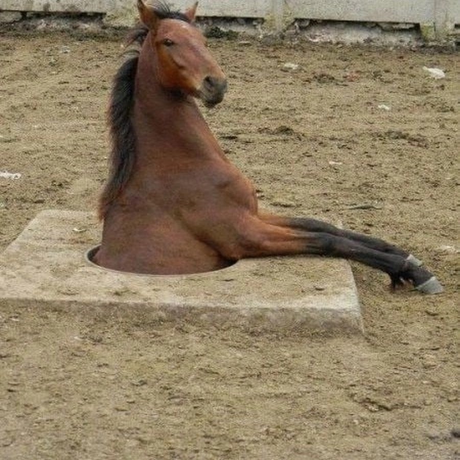 Коня жалко. Фотосессия с лошадьми. Конь Мем. Смешные фото лошадей. Почему лошадь.