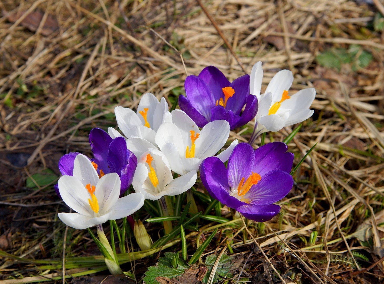 Первоцветы (подснежники, крокусы, гиацинты).. Первоцветы крокусы. Крокус Шафран синий. Крокус. Ранний первоцвет.. Первые цветы весной на даче