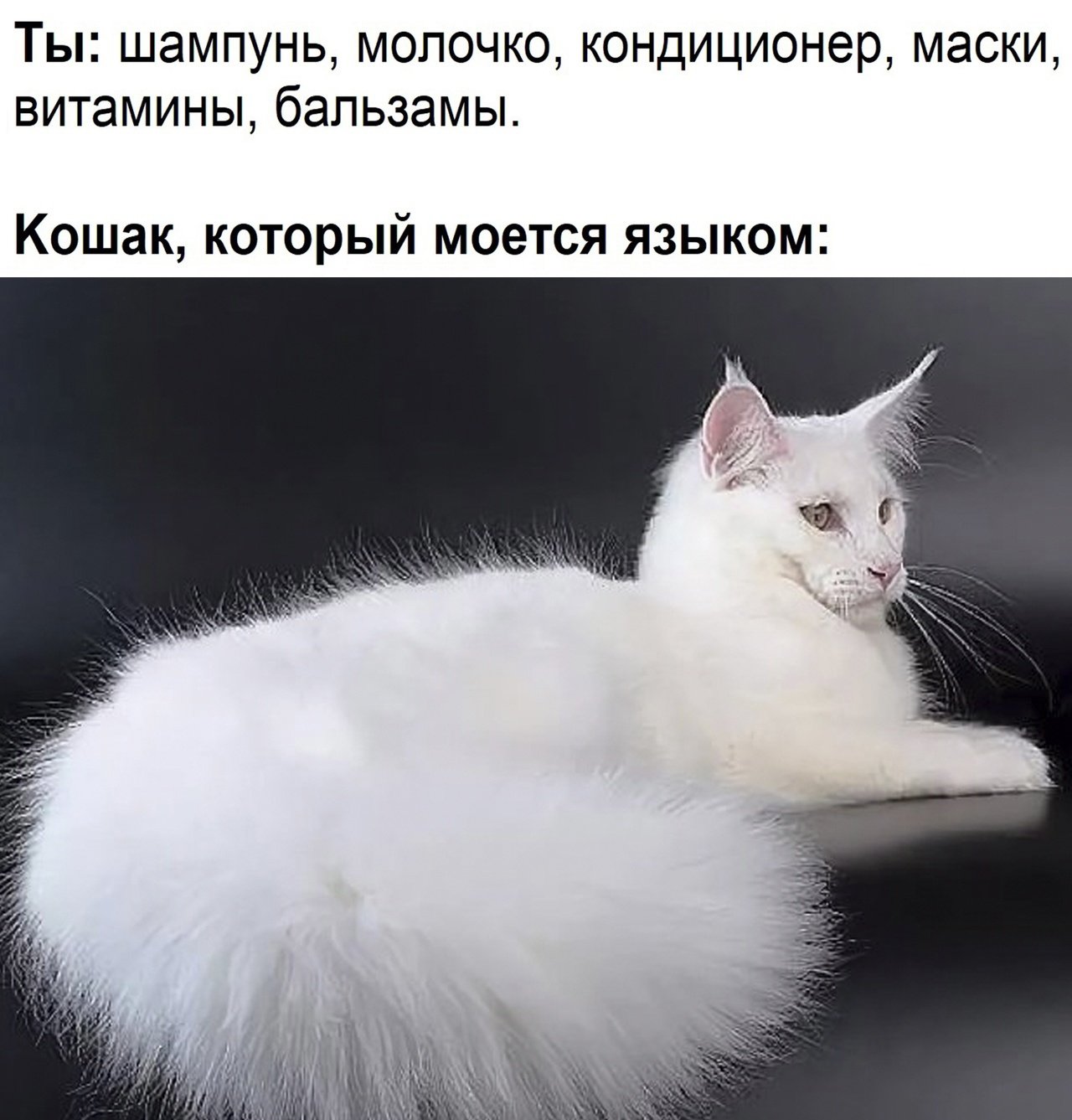 Длинная шерсть на хвосте. Сиамская ангорская кошка. Сибирская кошка белая. Турецкая ангора биколор серая. Мейн кун ангора.