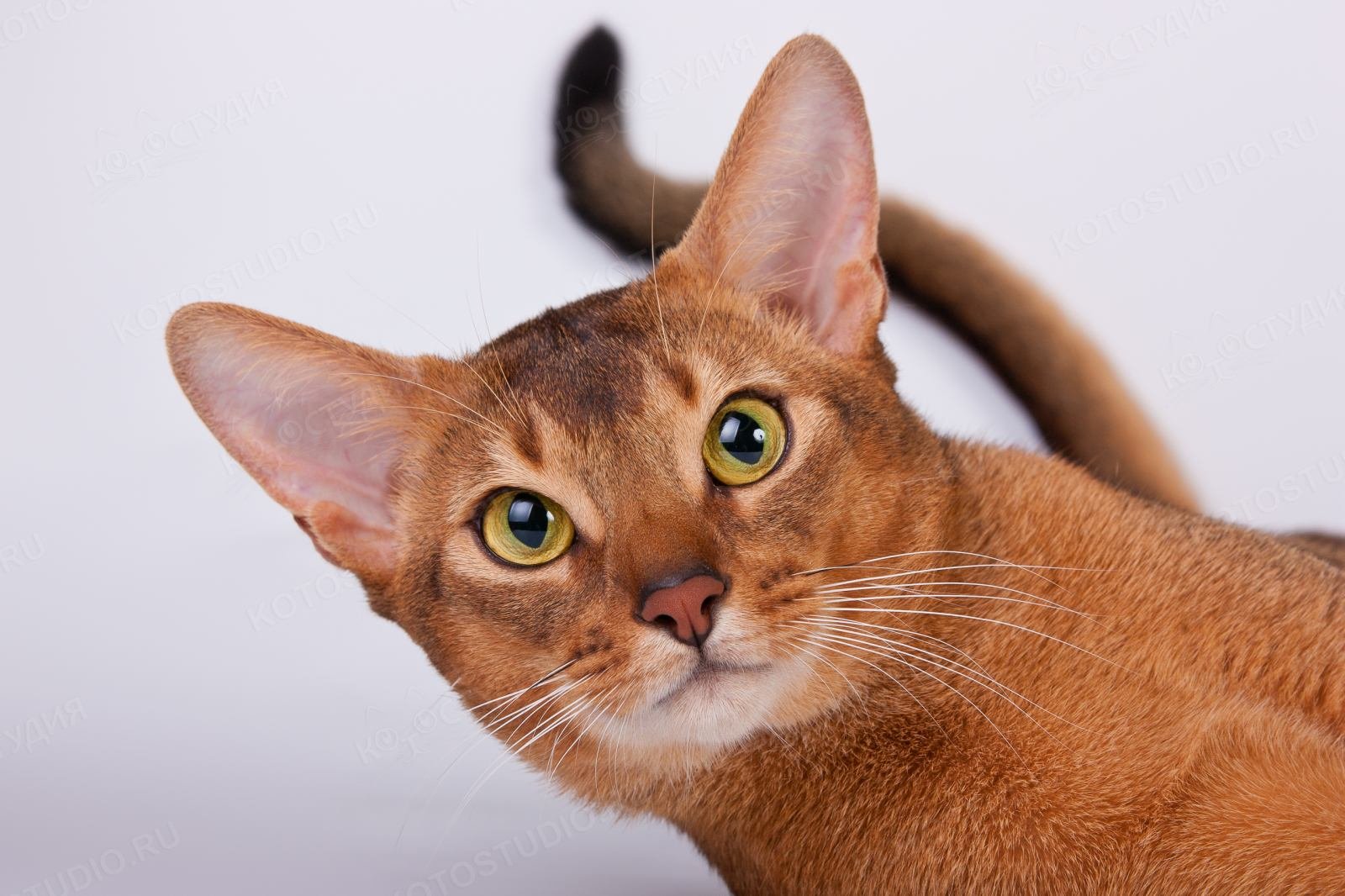 Фотографии абиссинскую породу. Абиссинская кошка. Абиссинская кошка породы кошек. Порода абиссинец. Абиссинская порода кошек Абиссинская.