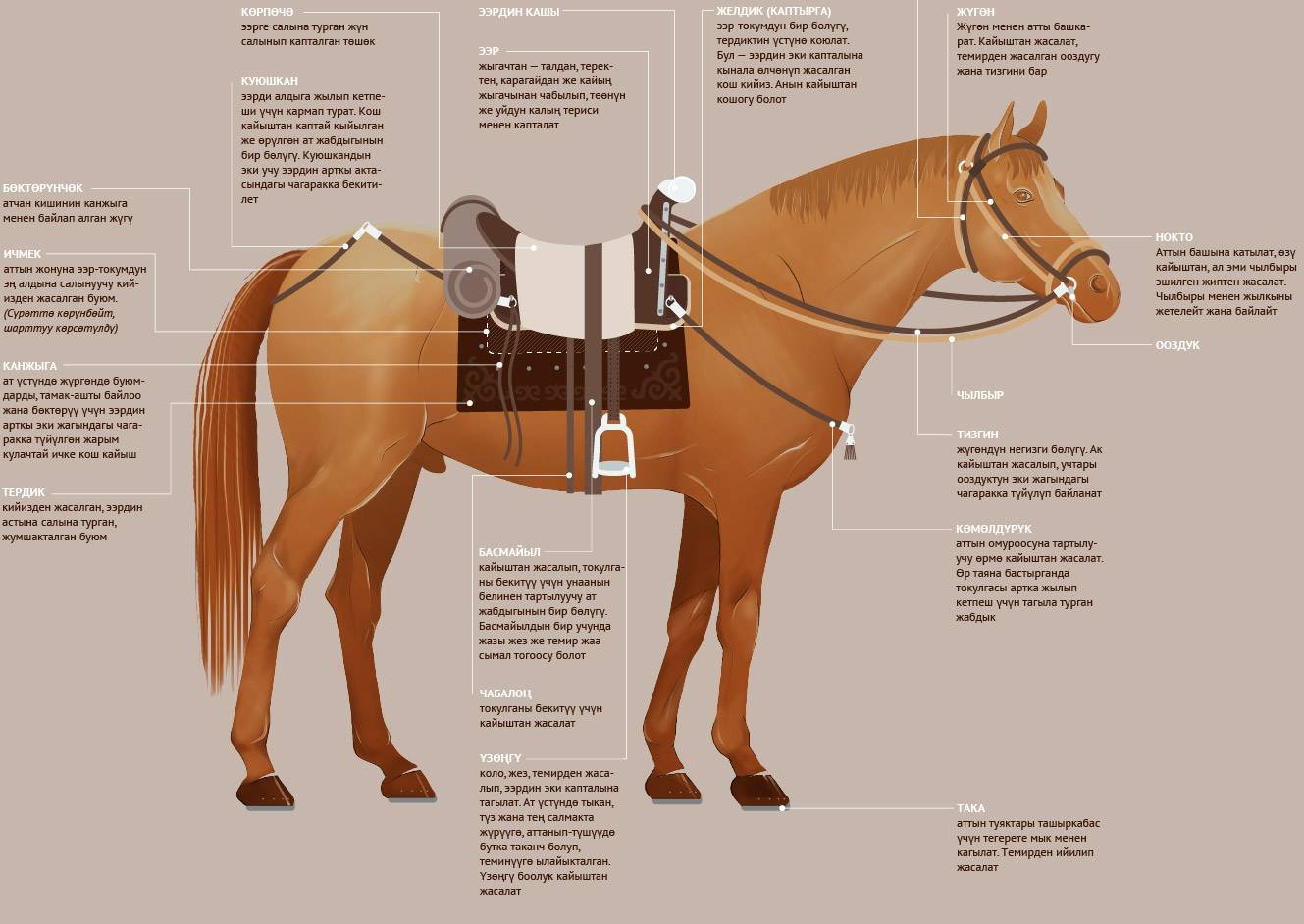 Конюшни сканворд. Амуниция для лошади названия. Сбруя лошади для верховой езды схема. Строение седла для верховой езды. Как называется снаряжение для лошади.
