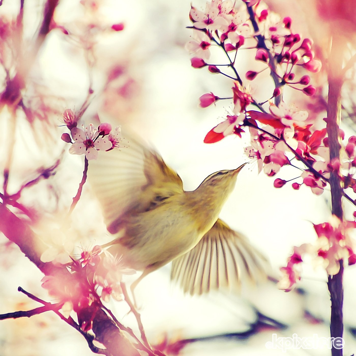 В душе пели птицы. Весенние птички. Птицы на Сакуре. Птицы весной. Птица на ветке.