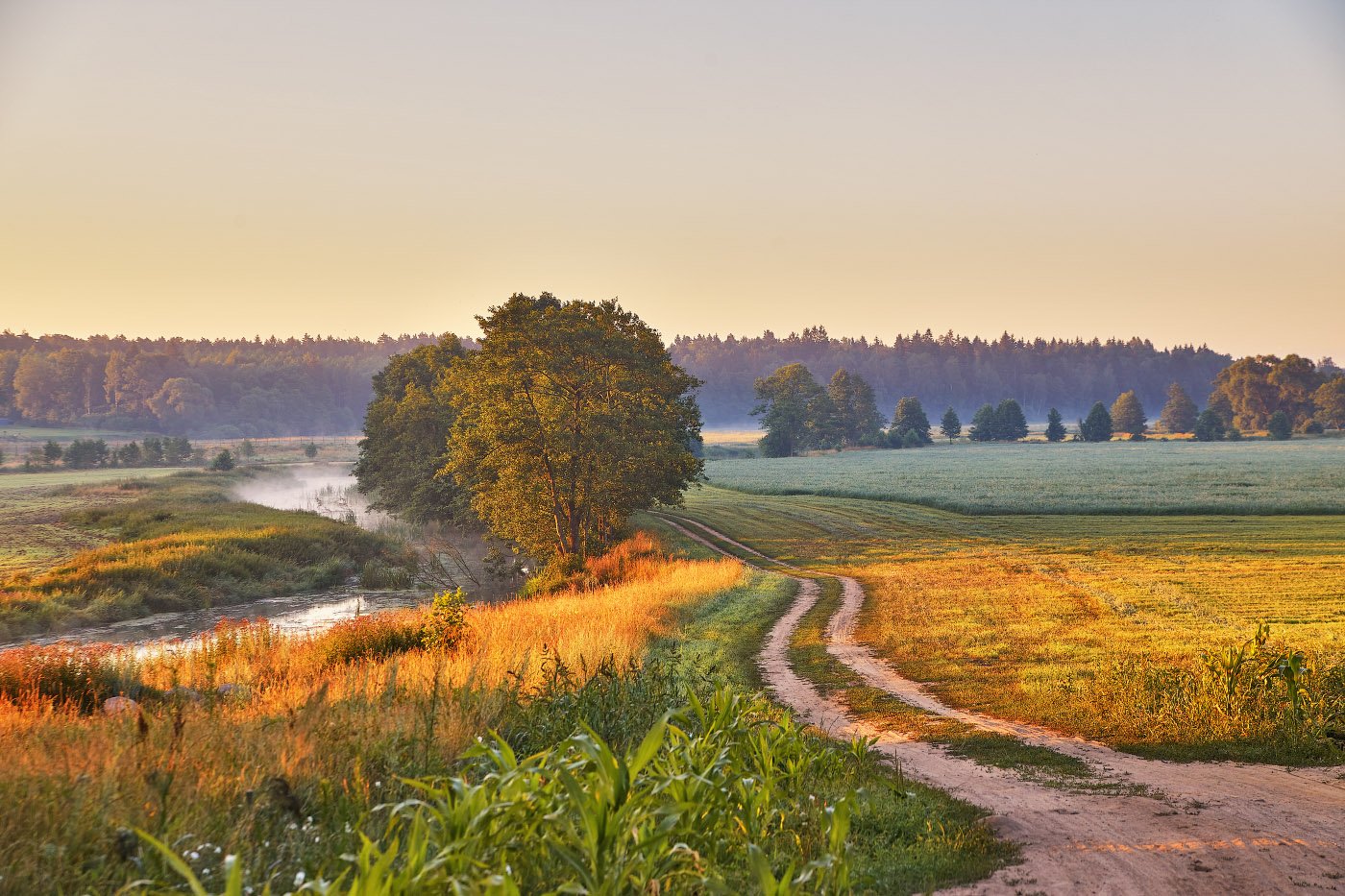 Холмы перелески луга и поля. Утренний пейзаж. Июльский пейзаж. Лето в Беларуси. Раннее утро в деревне.