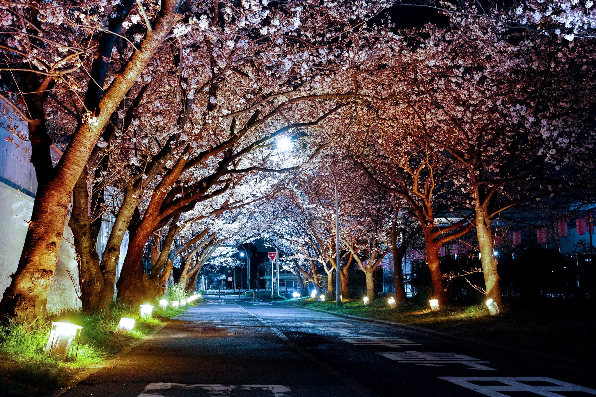 Улица ночью весной. Черри блоссом Найт. Ночной весенний город. Вечерний парк.