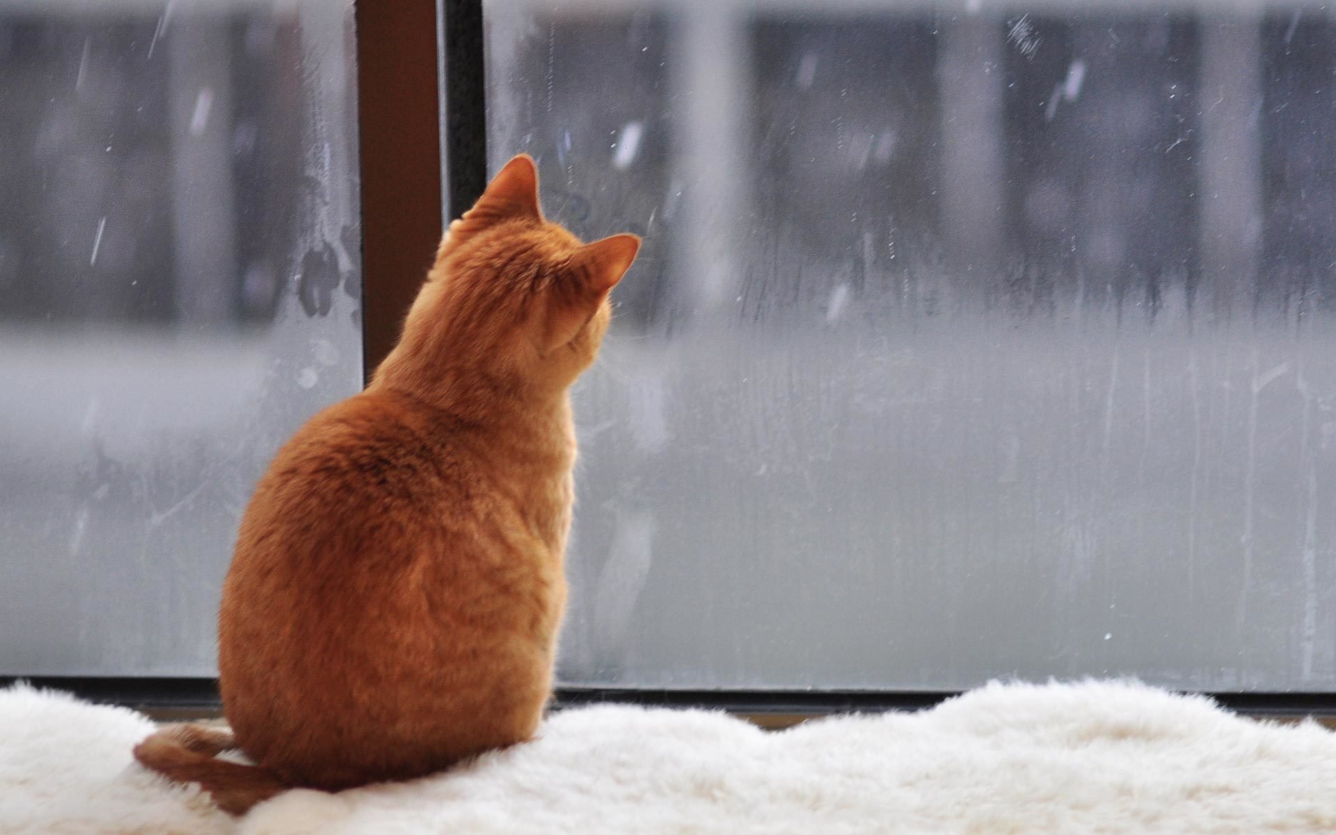Кот ждет весну. Снег за окном. Кот в снегу. Рыжая кошка на окне. Кот и снег за окном.