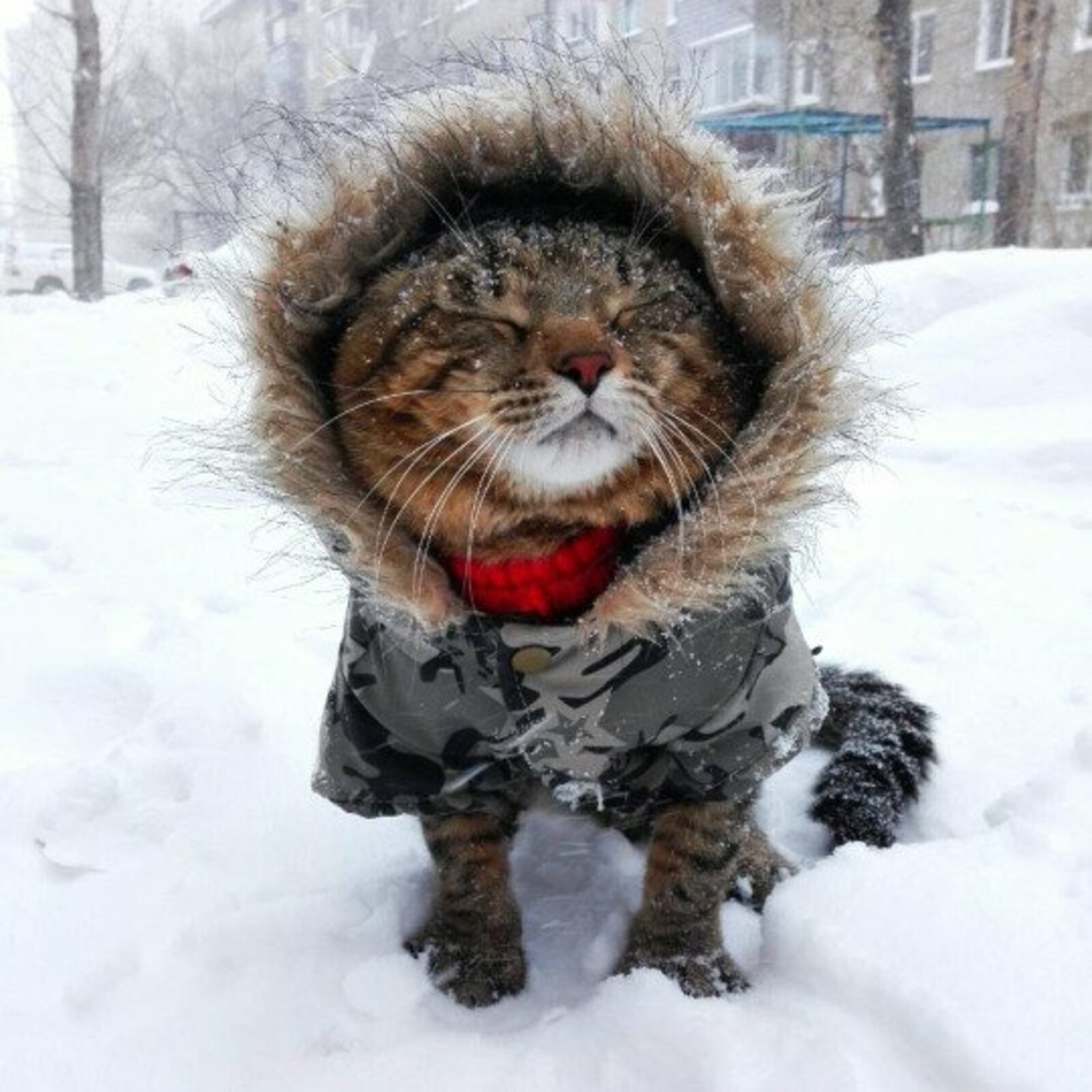 Морозно картинки прикольные. Зимние коты. Кот замерз. Одевайтесь теплее. Котики в зимних нарядах.