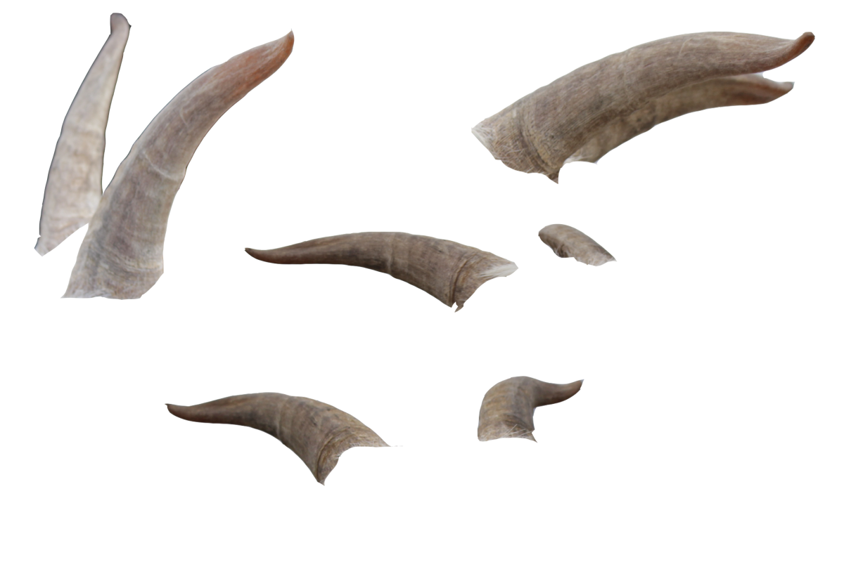 Рога на прозрачном фоне