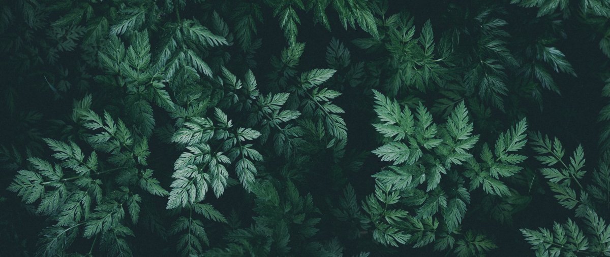 Новогодние картинки на рабочий стол