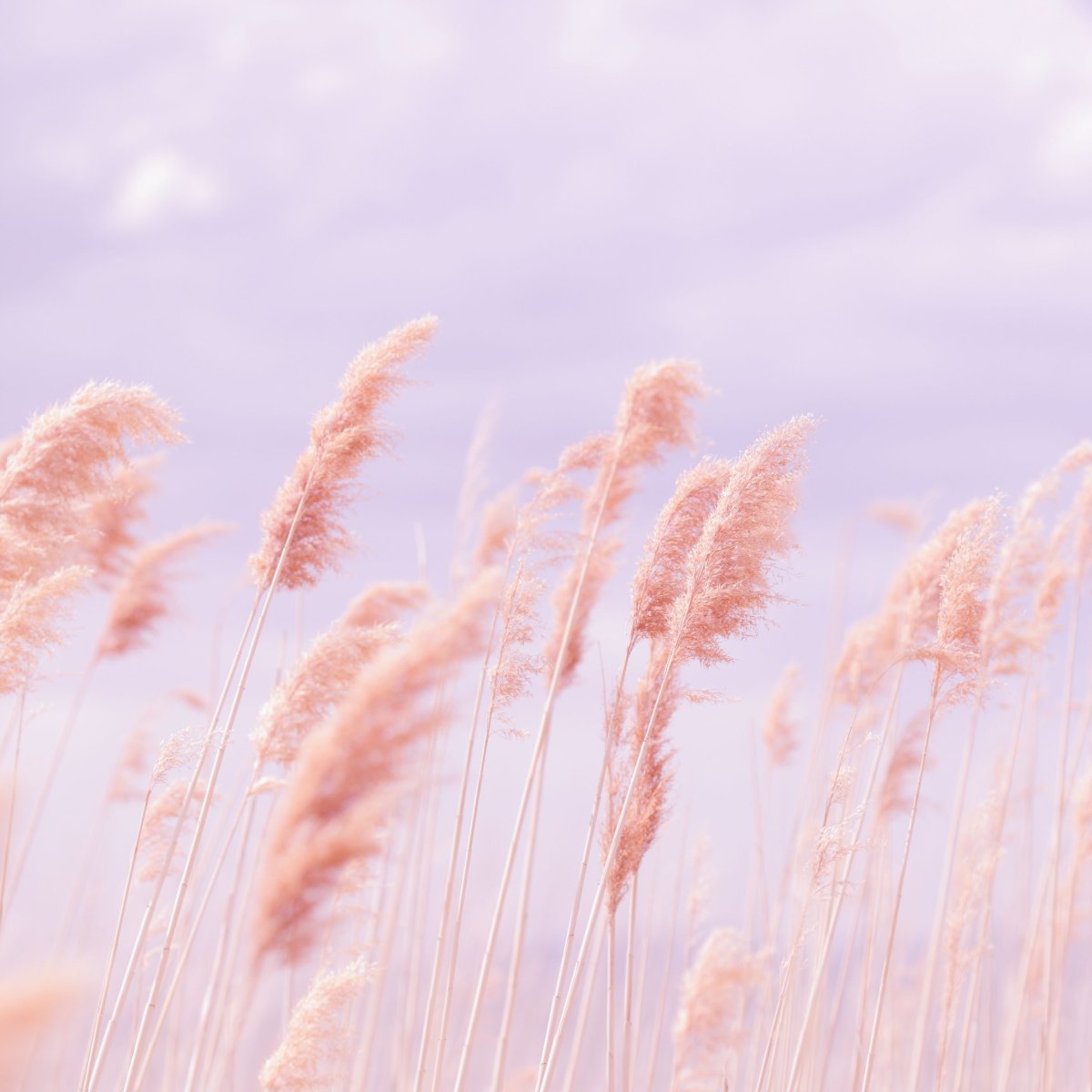 Природа в пастельных тонах