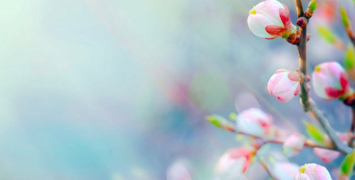 Фон для фото Весна