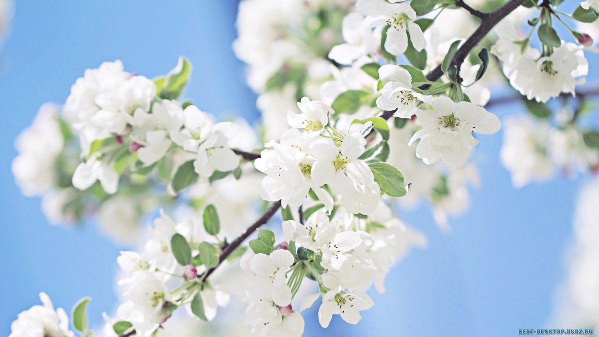 Открытки с 1 мая