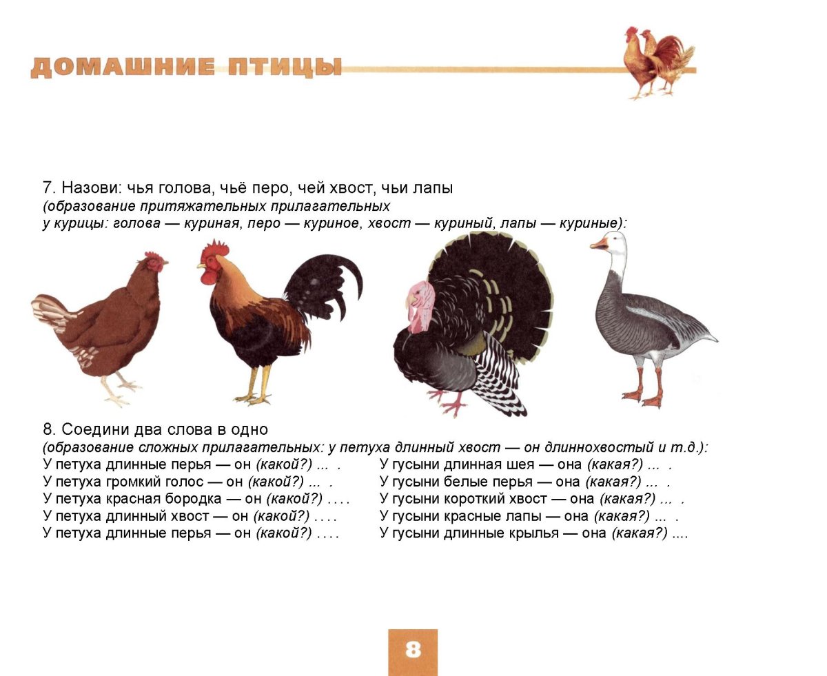 Домашние птицы