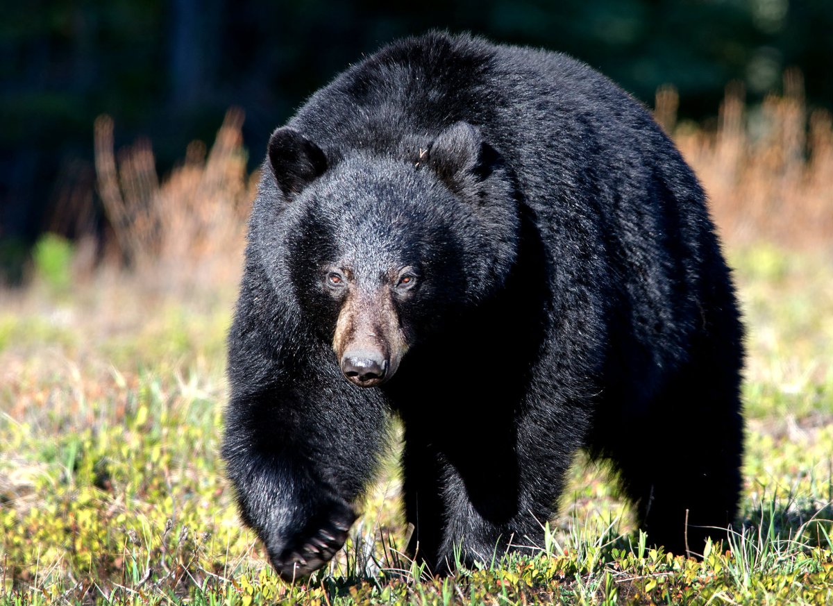 Северная Америка медведь Гризли
